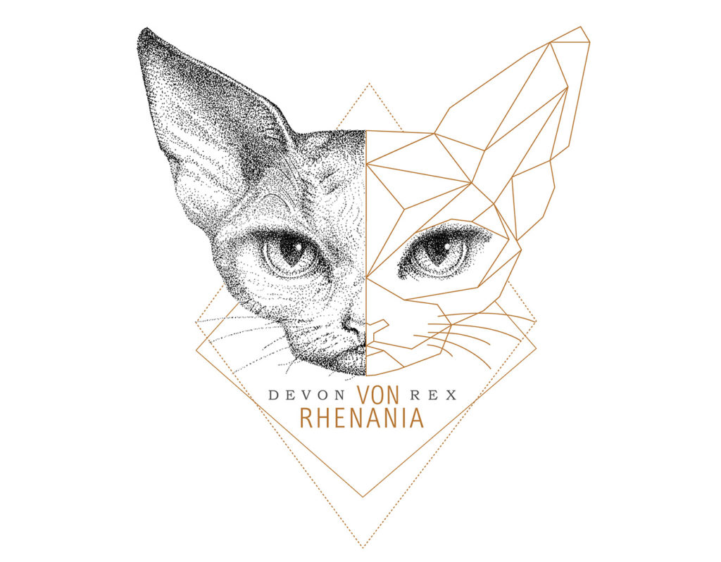 Devon Rex Von Rhenania